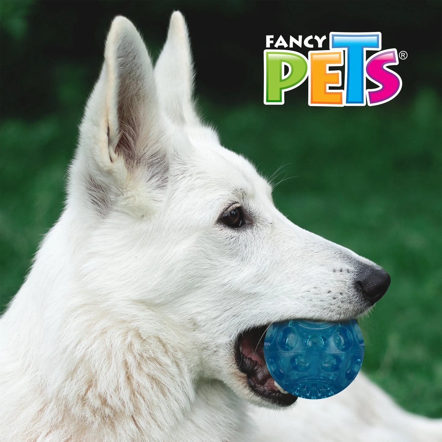 Fancy Pets. Pelota chirriante